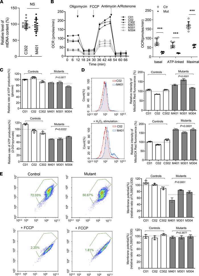 Mitochondrial dysfunction in mutant cells.
(A) Relative level of mtDNA c...