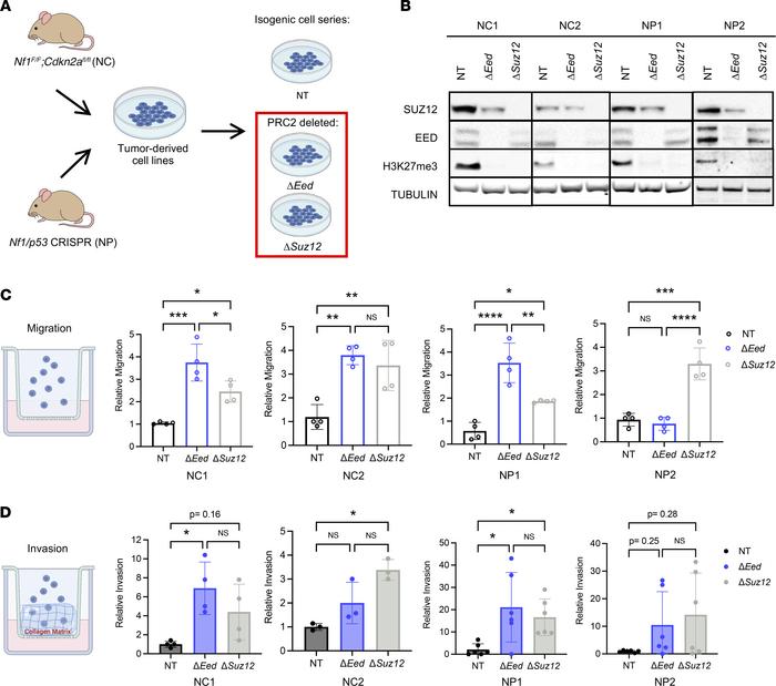 PRC2 deletion drives MPNST metastatic phenotypes in vitro.
(A) The 4 par...