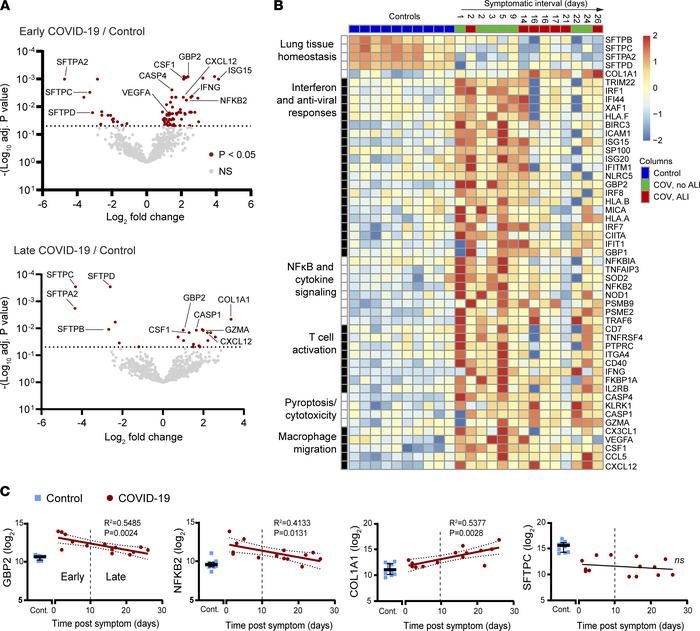 Gene expression profiles in early and late COVID-19 mortality.
(A) Bowti...