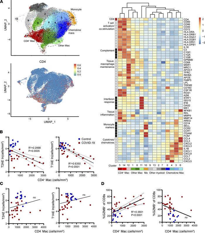 Correlation of CD4+ macrophages with T cell cytotoxicity and alveolar ep...