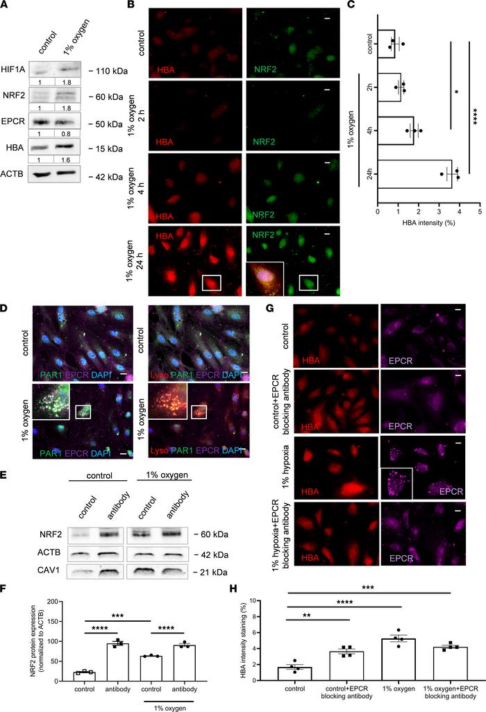 Effect of hypoxia on endothelial hemoglobin and EPCR expression.
(A) Rep...
