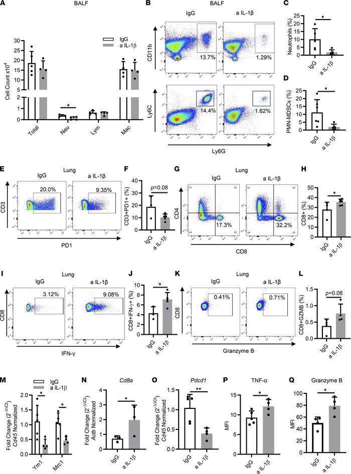 Immunotherapeutic blockade of IL-1β increases activated T cells’ infiltr...