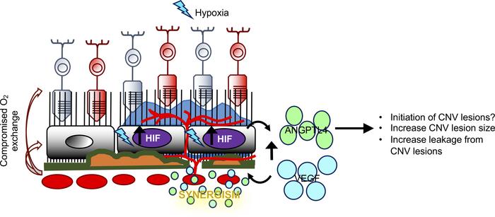Schematic demonstrating the synergistic contribution of VEGF and ANGPTL4...