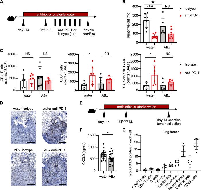 Dysbiosis suppressed both CXCL9 secretion in the tumor microenvironment ...