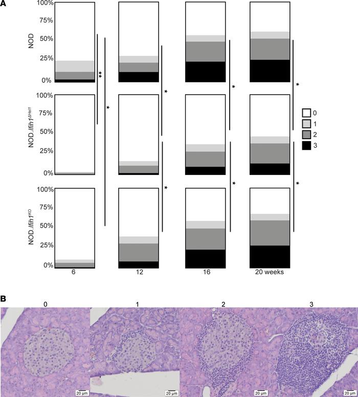 
ΔHel1 mice have reduced islet infiltration.
Insulitis scoring of islets...