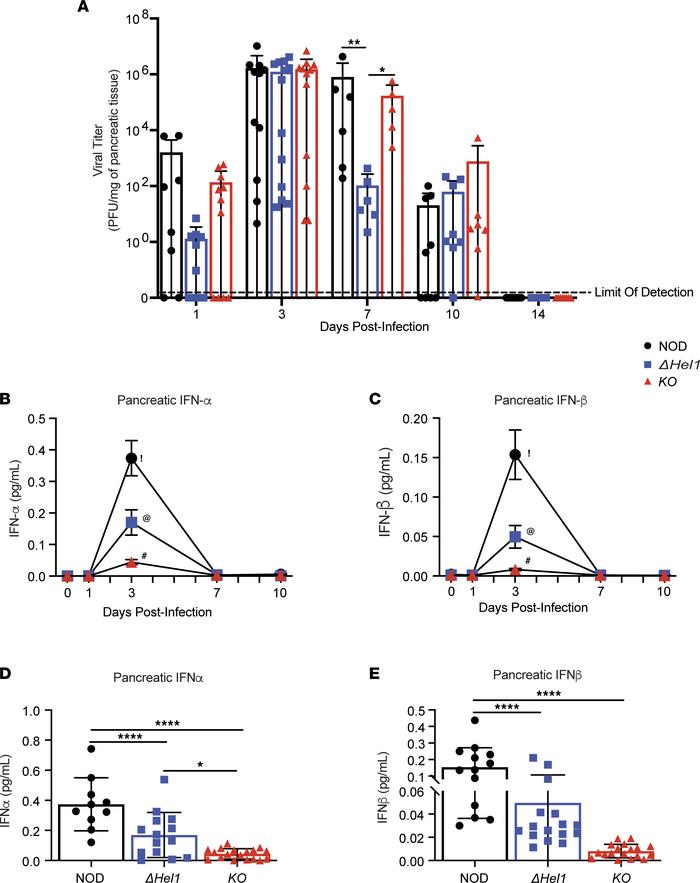 
ΔHel1 mice have improved viral clearance and reduced pancreatic IFN-α a...