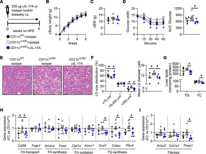 IL-17A neutralization rescued insulin resistance and hepatic steatosis i...