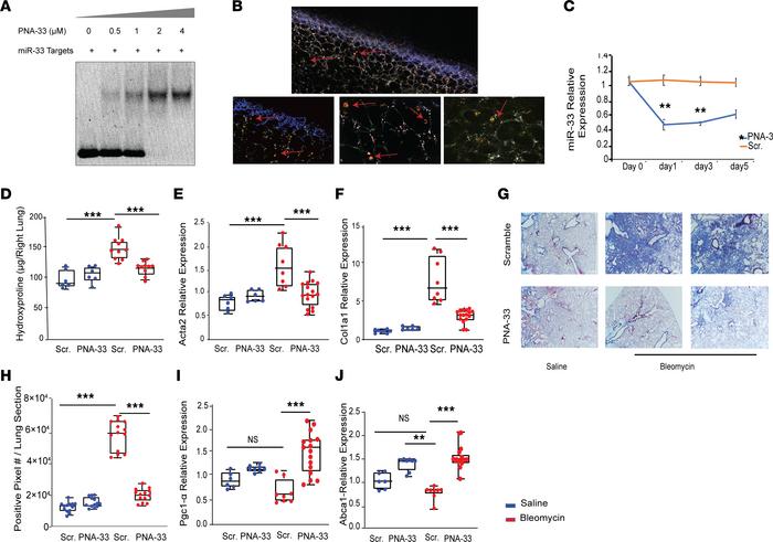 Pharmacological inhibition of miR-33 using PNA-33 in lung macrophages pr...