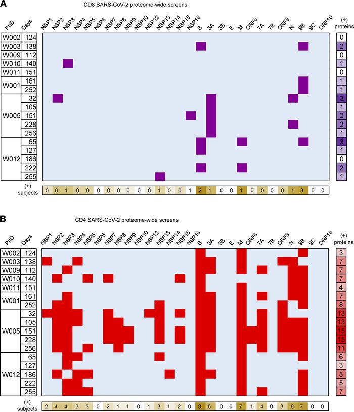 Summary of SARS-CoV-2 proteome-level T cell reactivity for PBMC after CO...