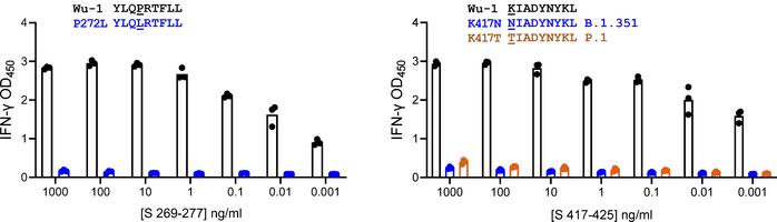CD8 TCL recognition by SARS-CoV-2 variant peptides.
aAPC transfected wit...