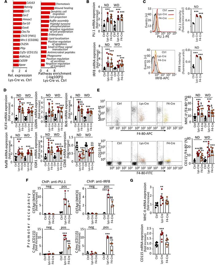 S1P1 overexpression in macrophages enhances expression and activation of...