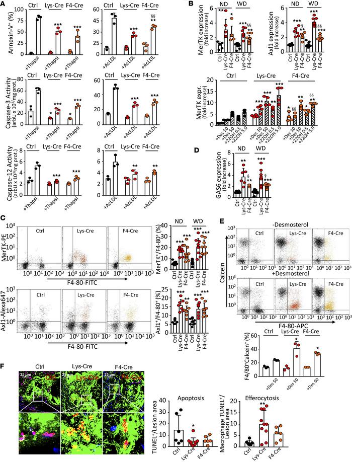 S1P1 overexpression in macrophages inhibits ER stress–dependent apoptosi...