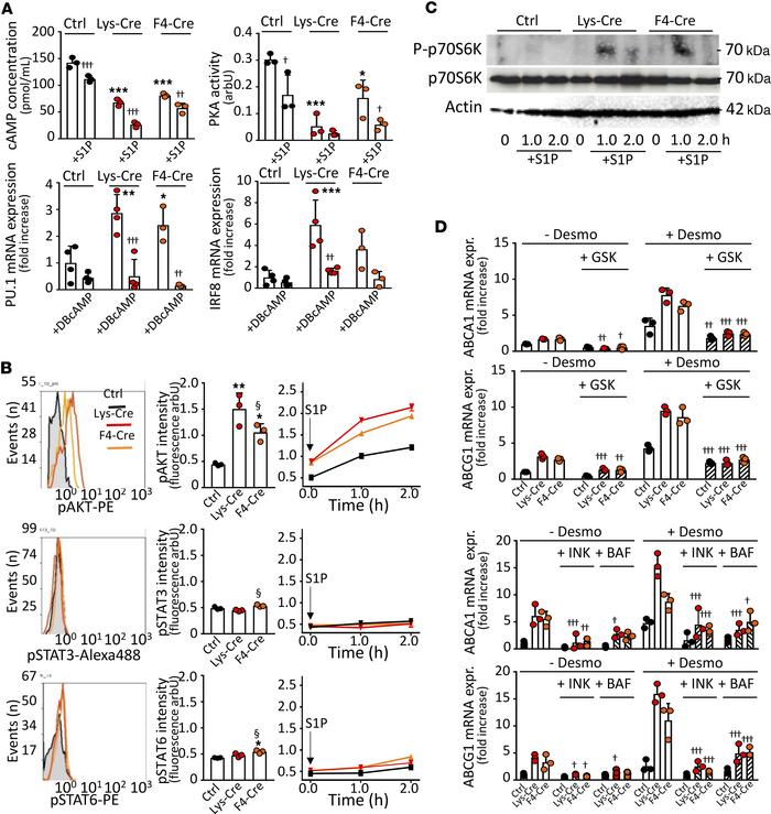 Stimulatory effects of S1P1 overexpression are mediated by PKA and AKT.
...
