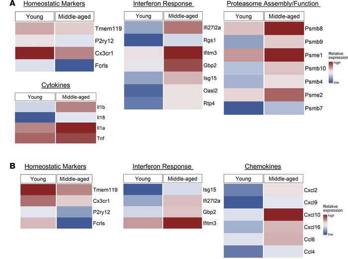 Microglia from middle-aged mice with EAE downregulate homeostatic genes ...