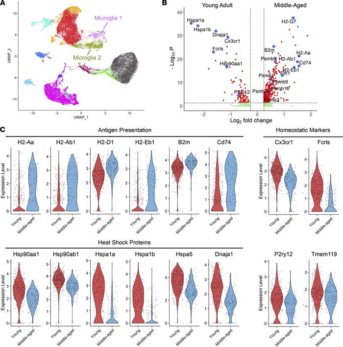 Microglia from middle-aged mice with EAE express distinct transcriptomic...