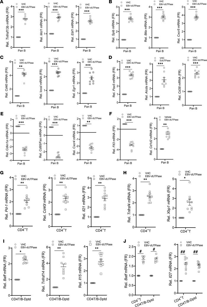 EBV dUTPase induces extrafollicular, GC B, and TFH transcriptional gene ...