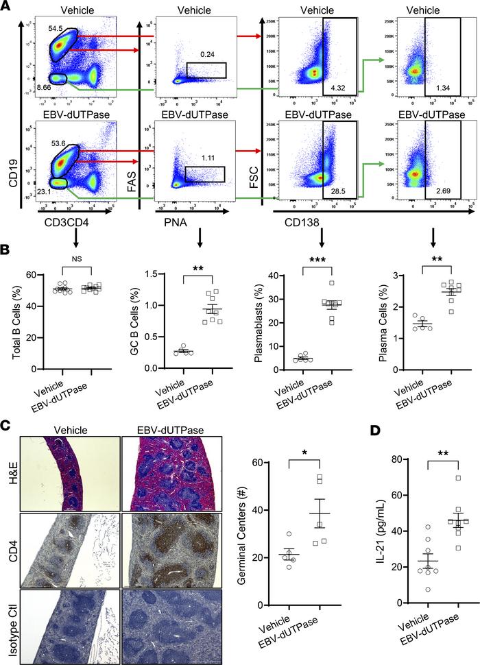 EBV dUTPase increases GC B cell frequencies in vivo.
(A) Representative ...