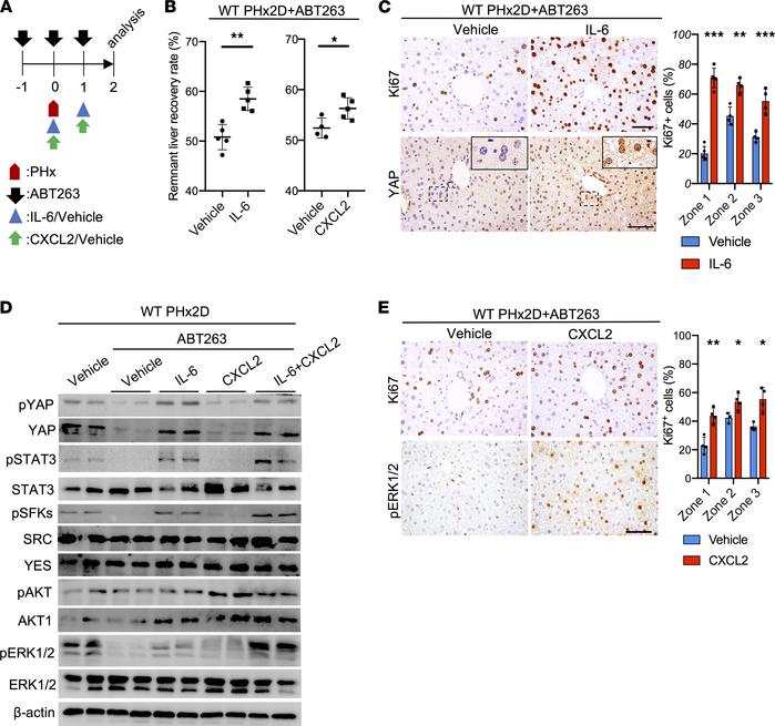 IL-6 or CXCL2 promotes liver regeneration in ABT263-treated mice.
(A) Ex...