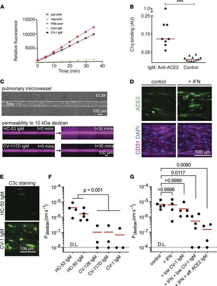 Features of anti-ACE2 IgM antibodies.
(A) Anti-ACE2 IgM antibodies from ...