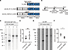 The fate of this variant laminin α5 protein in vitro.