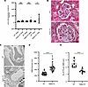 Renal phenotypes of heterozygous V3684M KI mice at 72 weeks of age.