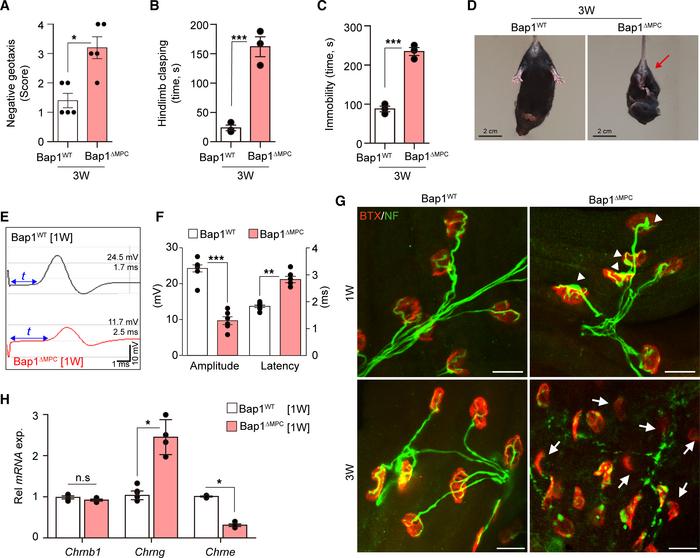 Impaired motor functions and NMJs in Bap1ΔMPC mice.
(A) The score of neg...