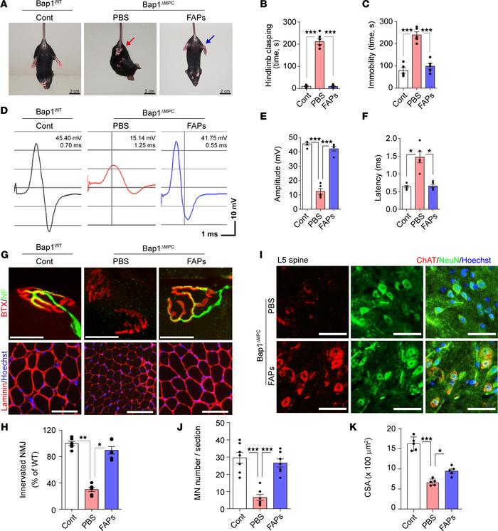 Prevention of neuromuscular degeneration by FAPs.
(A) Representative cap...