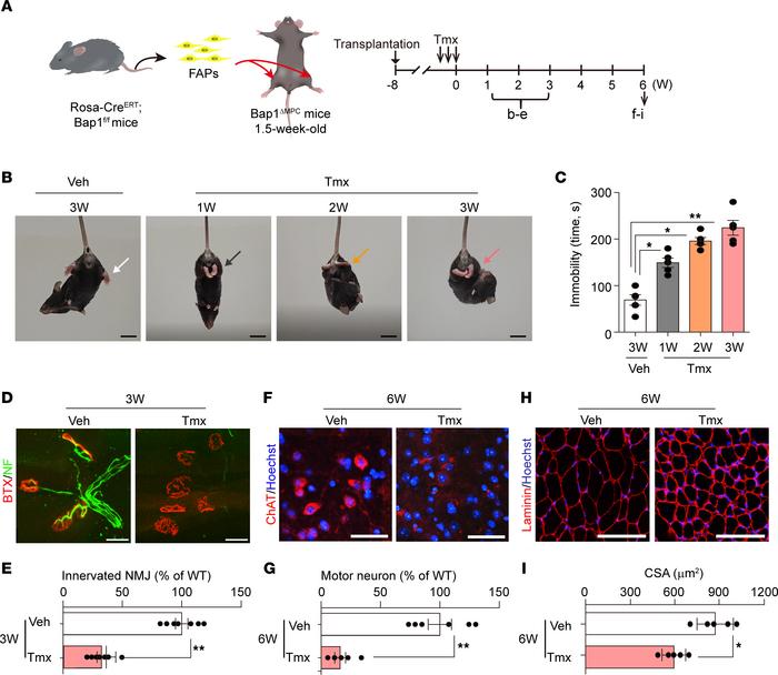 Maintenance of the neuromuscular system by FAPs.
(A) Experimental scheme...