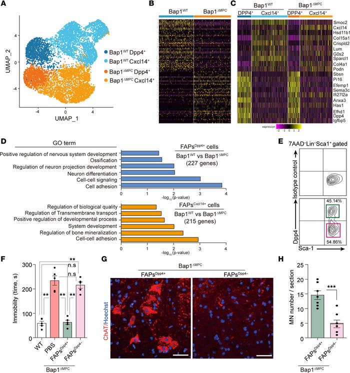 Identification of the neuroprotective Dpp4+ subpopulation within FAPs.
(...