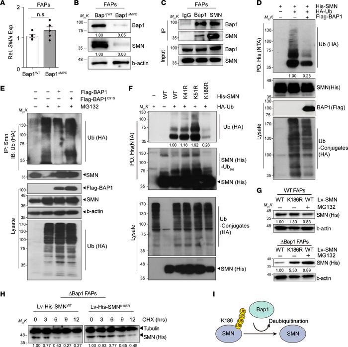 Deubiquitination of SMN by Bap1.
(A) Relative expression of SMN in FAPs ...