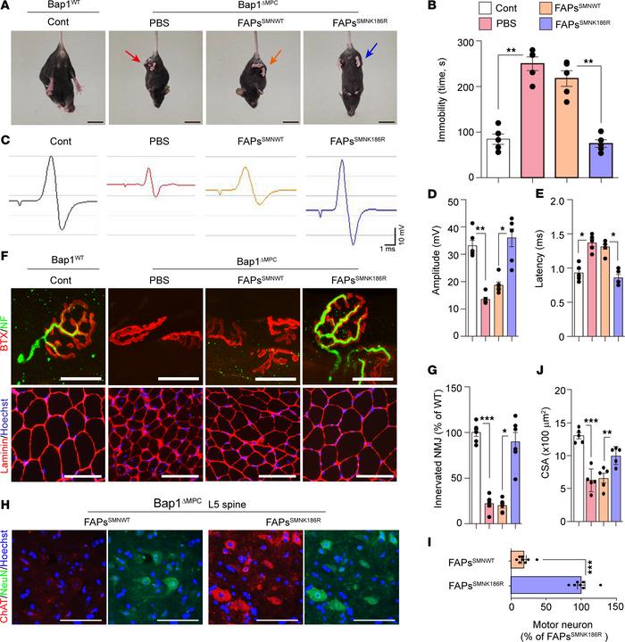 Rescue of Bap1ΔMPC mice by SMNK186R-expressing FAPs.
(A) Representative ...
