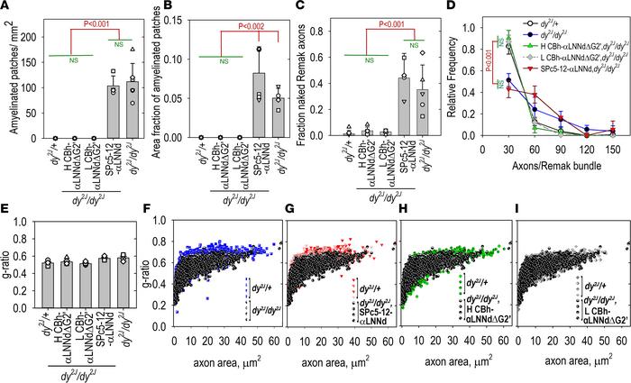Sciatic nerve morphometry.
Methylene blue–stained semithin and electron ...