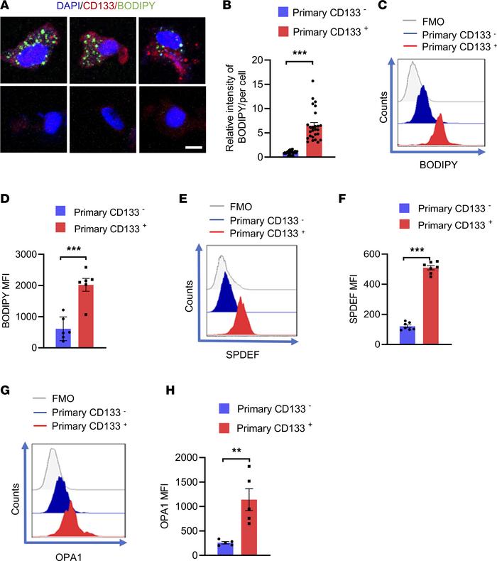 Patient-derived CSCs exert lipogenesishi, SPDEFhi, and OPA1hi.
(A and B)...