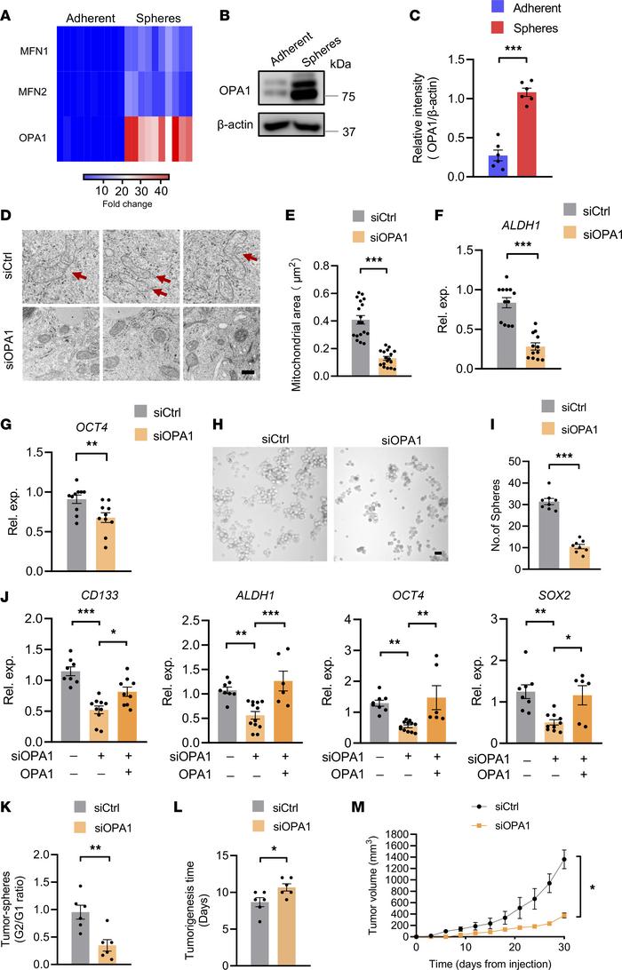 OPA1hi licenses mitochondrial fusion for CSCs stem properties.
(A) Heatm...