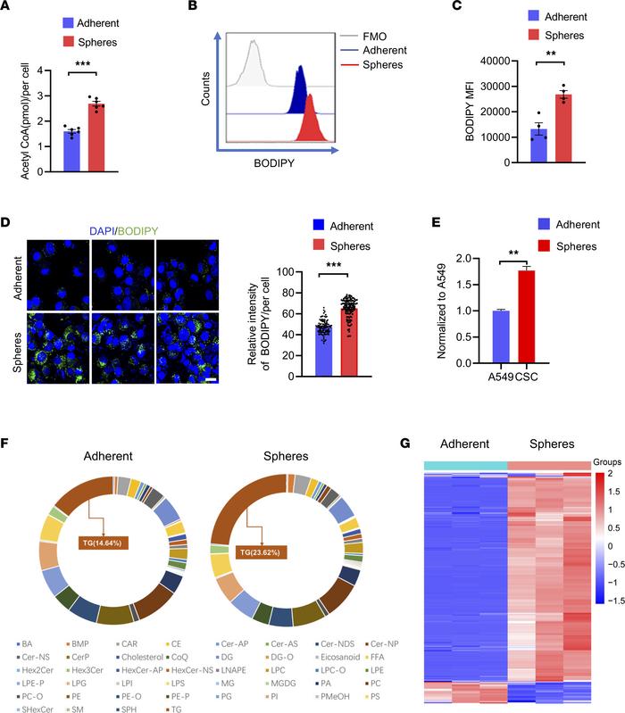 Aberrant lipogenic metabolism in CSCs.
(A) Quantification of acetyl-CoA ...