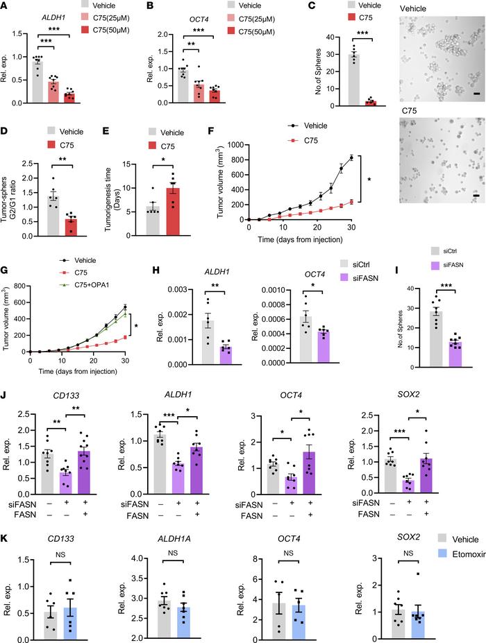 Lipogenesis controls the stem-like properties of CSCs.
(A and B) A549 tu...