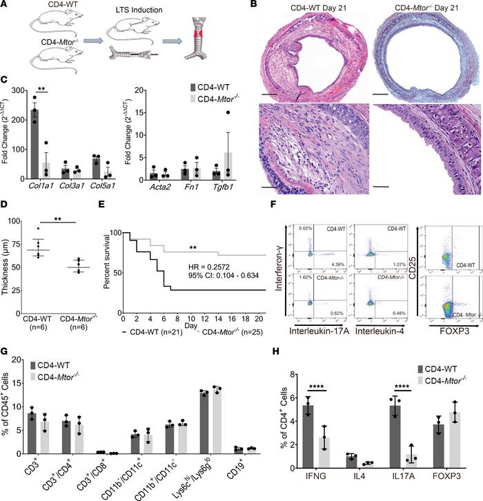 Selective deletion of mTOR in CD4 cells reduced fibrosis and improved su...