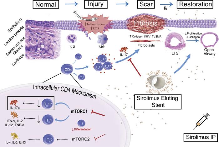 Schematic demonstrating the effect of mTOR inhibition on LTS.
A visual s...
