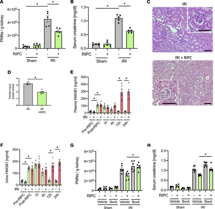 Remote ischemic preconditioning (RIPC) protects the murine kidney from I...