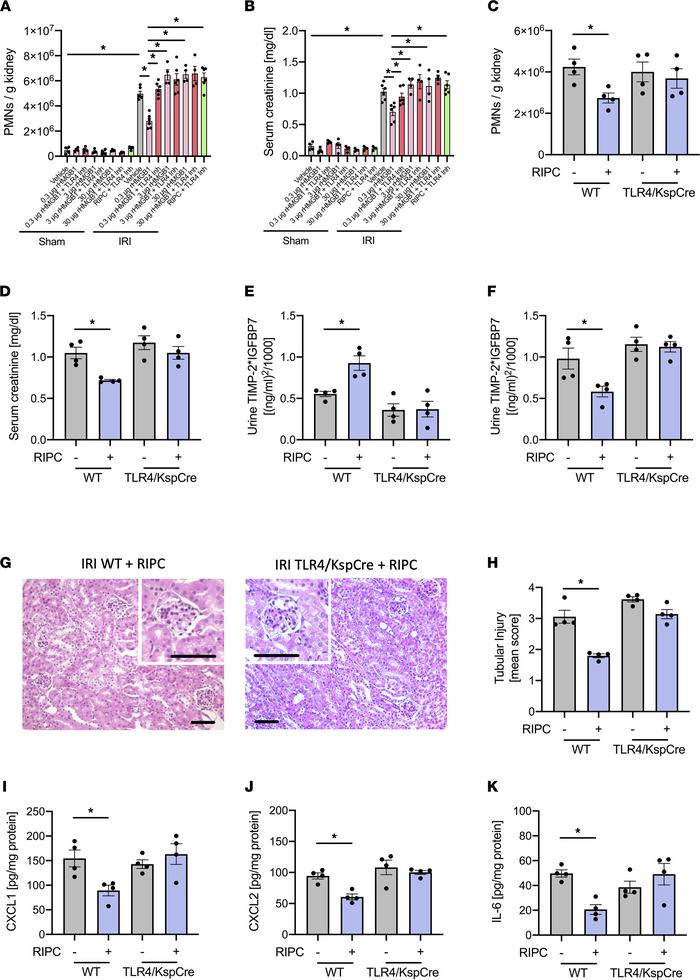 Administration of HMGB1 protects from AKI, and blocking HMGB1 abrogates ...