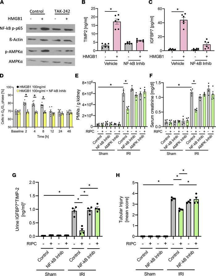 HMGB1 induces NF-κB and AMPKα activation.
(A) Isolated murine renal tubu...