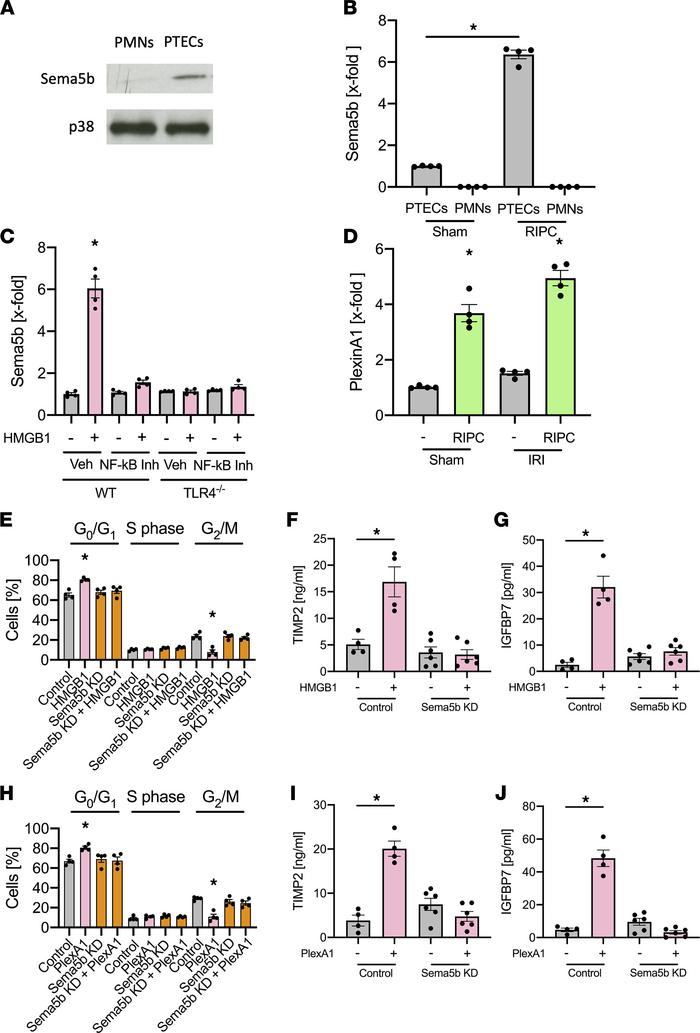 Sema5b upregulation is involved in HMBG1-medieated renal protection.
(A)...