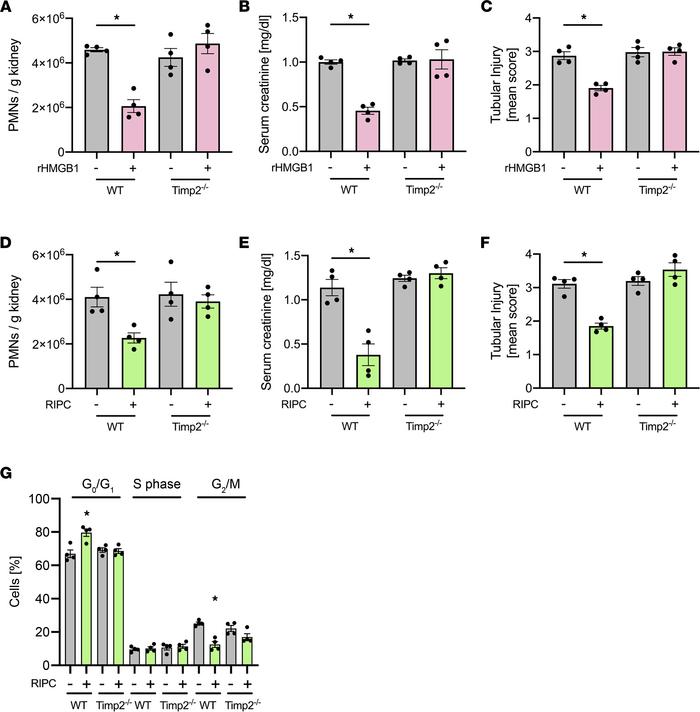 TIMP-2 is required for HMGB1- and RIPC-mediated renal protection.
After ...