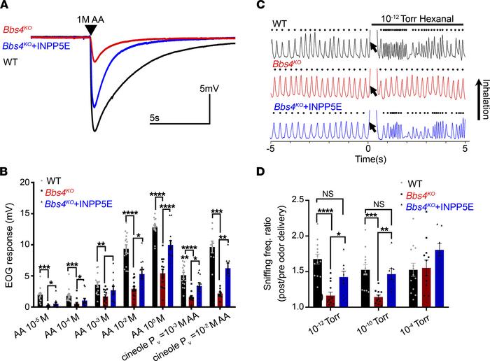 Overexpression of INPP5E rescues the impaired peripheral odor detection ...
