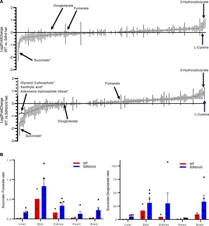 Metabolite profiling in WT versus Sdh hKO mice under normoxic conditions...