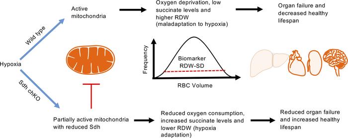 A mitochondrial basis for the association between high RDW and mortality...