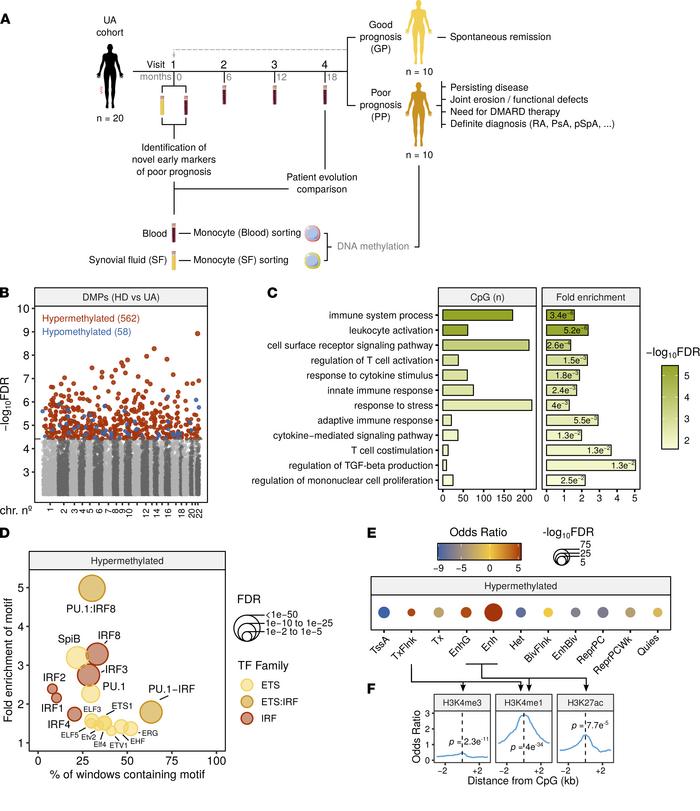 DNA methylation differences between UA and HD blood MOs.
(A) Flowchart s...