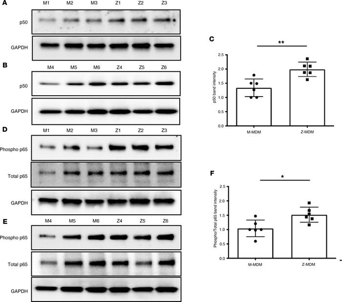 NF-κB signaling activated in Z-MDMs.
Total proteins were isolated from M...