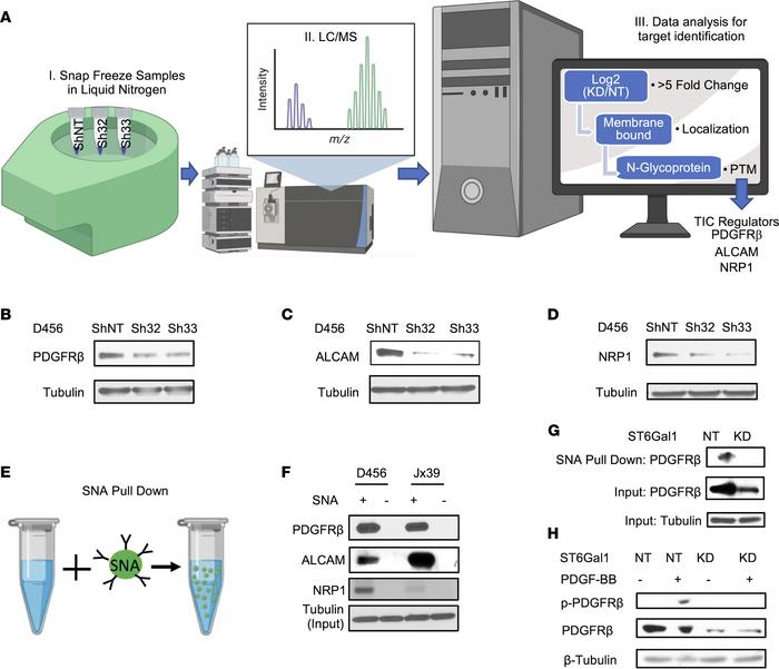 
ST6GAL1 targeting decreases levels of a subset of N-glycoproteins that ...