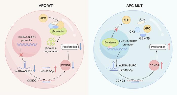 Molecular mechanism model for SURC in CRC cells.
Mutated APC protein res...